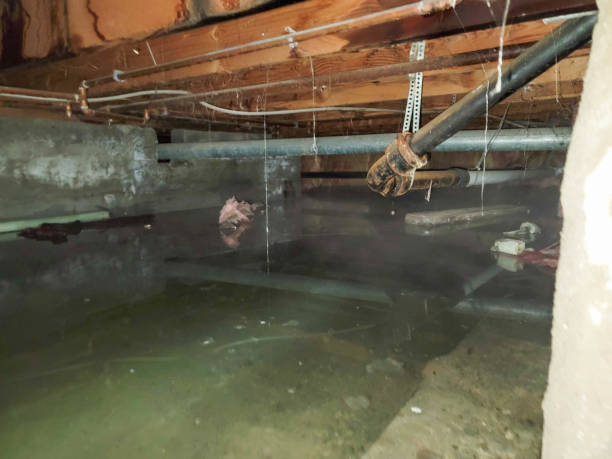 Best Flooded house restoration  in Stafford, TX